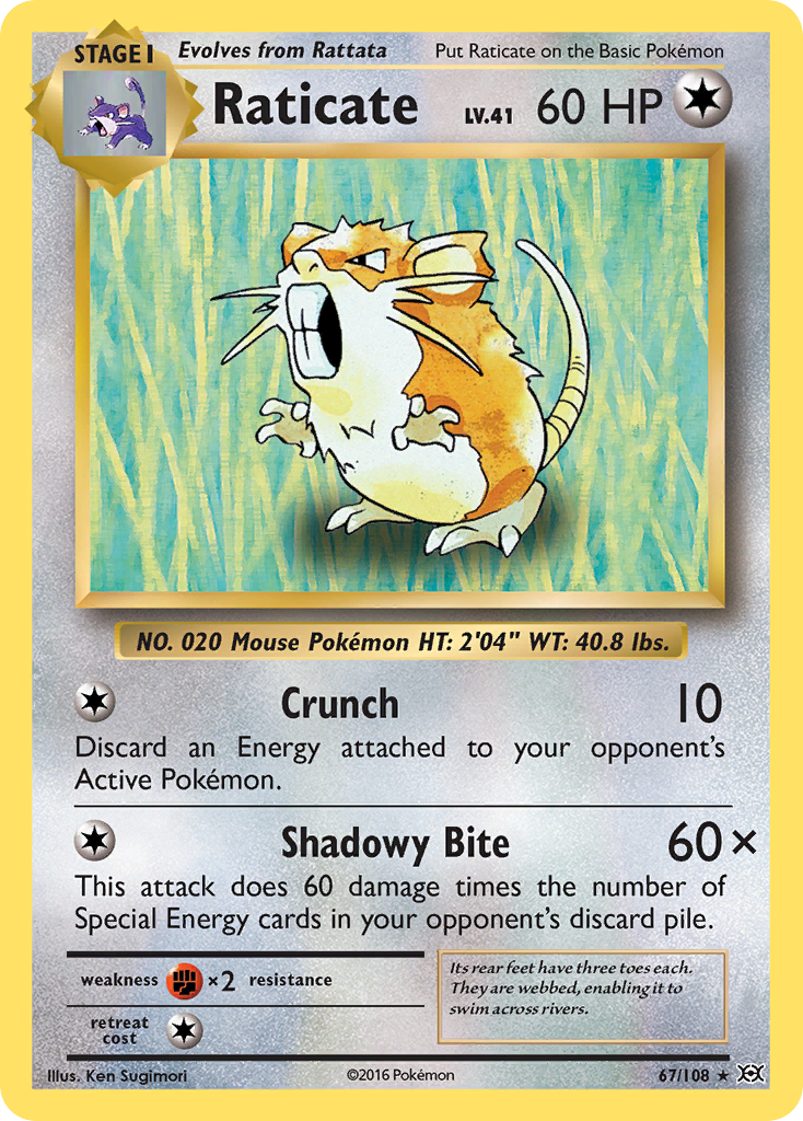 Raticate 67/108 - XY  Evolutions